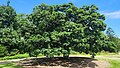 Federal Oak planted by Henry Parkes to commemorate the meeting of the Australian Federal Conference in 1890