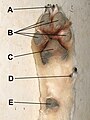 Labelled diagram of a paw
