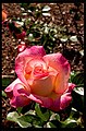A rose with dew on the petals, from the International Rose Test Garden