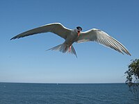 Hovering and screaming to deter intruders on Great Gull Island