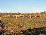 . Hundreds of compass termite mounds are visible in this photo of a field in northern Australia. The chisel-shaped mounds range from several centimeters to several meters in height.