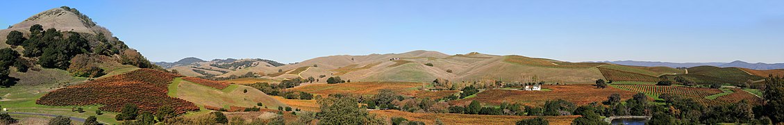 Vineyards of Napa Valley panorama
