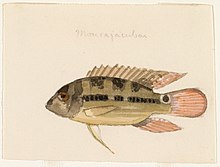 A 19th century watercolor painting of a pale flag cichlid.
