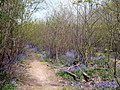 Bluebells among coppice in Bysing Wood, Kent