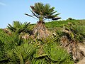 Chamaerops humilis growing in Mallorca