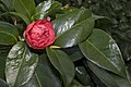 Kamelie (Camellia japonica) Anemoniflora