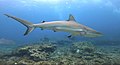 Caribbean Reef Shark at North Dry Rocks, Key Largo