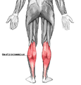 Location of muscle