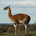 A guanaco in northern Chile