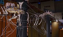 Mounted partial skeleton of a spinosaurid dinosaur with a wave-like sail at a museum