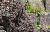 Cleft spiny lizard (Sceloporus mucronatus), archeological zone of Cantona, Puebla, Mexico (11 October 2013)