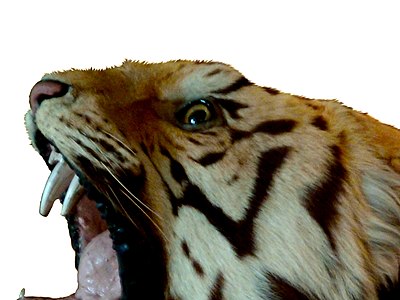 Colour photograph of head of the tiger, from side, showing glass eye, whiskers, and teeth