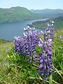 Lupin and other wildflowers cover the mountaintop on Raspberry Island. Cranberries, blueberries, bearberries and salmonberries are also found in abundance.