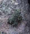 Newly metamorphosed American Toad (~5mm) at confluence of Keay Brook, Berwick, ME and the Salmon Falls River.