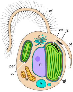 Diagram of a simplified ochrophyte cell showing the different compartments. af, anterior flagellum; es, eyespot; fs, flagellar swelling; g, Golgi apparatus; gl, girdle lamella; m, mitochondria (in orange); n, nucleus (in purple, nucleolus in darker purple); p, plastid (stroma in light green, thylakoids in dark green); pc, periplastidial compartment (in pink); per, periplastidial endoplasmic reticulum (in blue); pf, posterior flagellum; v, vacuole.