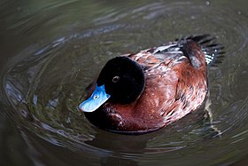 A rust-coloured duck with a black head and a bright blue bill floats on dark water