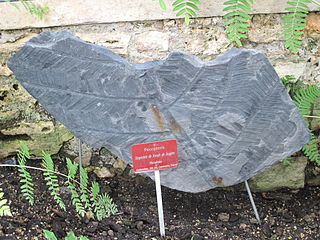 Imprints of the extinct fern Pecopteris from Commentry, France, 300 million years old