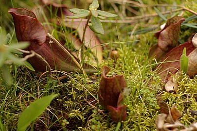 Carnivorous plant getting ready to bloom found in Minnesota at Lake Bemidji State Park