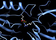 Potential salt bridge between Glu352 and Arg216 in human beta-glucuronidase[1][18]