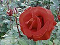 An open red rose and rosebud at the Rose Test Garden, unknown cultivar