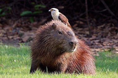 A yellow-headed caracara perched on a capybara