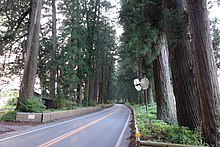 A view of the road lined with tall cedar trees
