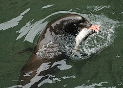 Sea lion, a predatory mammal, eating a large salmonid