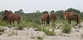 Feral horses on Assateague Island