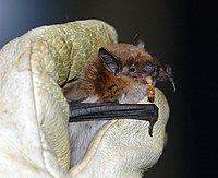 A big brown bat, eating a mealworm