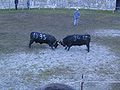 Kuhkämpfe zwischen Eringer-Kühen gehören mittlerweile zu den touristischen Attraktionen im Wallis