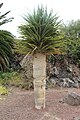 Dracaena tamaranae - native to Gran Canaria