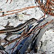 Florida scrub lizard (Sceloporus woodi), Palm Beach County, Florida, USA (16 December 2011)