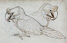 1601 sketch of the broad-billed parrot