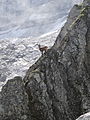 Image 6Ibex in an alpine habitat (from Habitat)