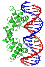 Ribbon diagram of the lambda repressor dimer bound to DNA.
