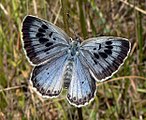 The large blue butterfly is an ant mimic and social parasite.