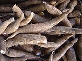 Cassava (yuca) roots, the Taínos' main crop