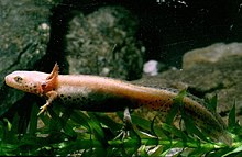Pale-coloured adult newt with gills