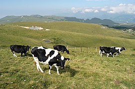 Pastures on the Lessini Mountains, in the Venetian Prealps