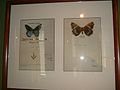 Butterflies collected by Nabokov on his book The other shores