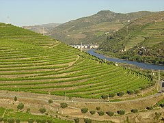 Vineyards in the Douro Valley.