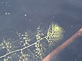 Hidden-fruited bladderwort