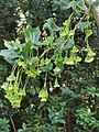 Acer buergerianum var. formosanum leaves and fruit
