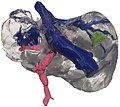 Image 263D printed model of a human liver (from 2010s)