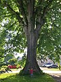 American elm, Hatfield, Massachusetts (2020). Measurements as of November 2019: girth 17.5 ft, 11 in at 4.5 ft above ground; height 86 ft; spread 87 ft.