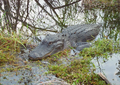 Image 27Alligator in the Florida Everglades (from Geography of Florida)