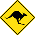 (W5-29) Kangaroos