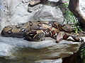 Boa type species; the boa constrictor (B. constrictor)