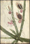 Chara vulgaris with one flower or globule open, 1844