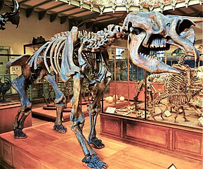 Skeleton of a Diprotodon